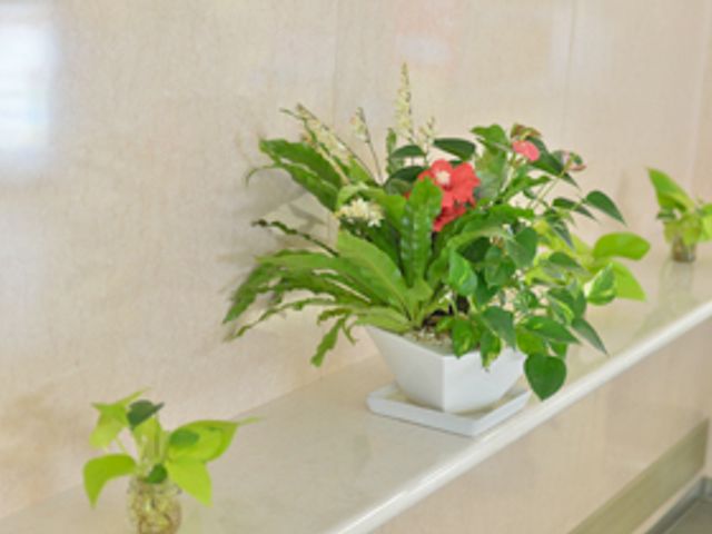 彩り豊かな植物装飾 廊下 廊下に飾られた鮮やかな植物は、訪れる方々に安らぎを提供しています。