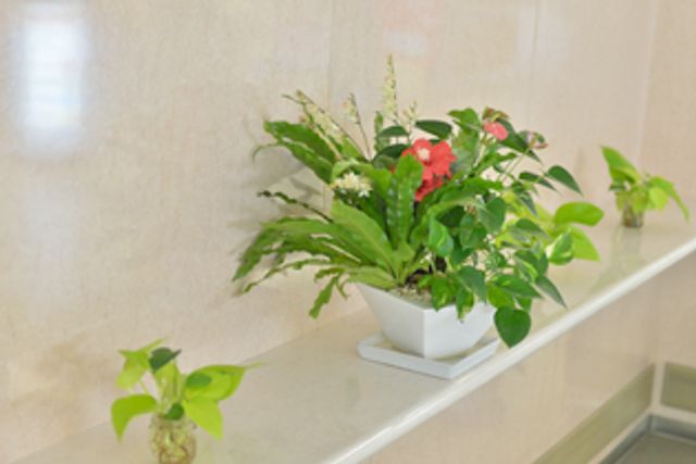 彩り豊かな植物装飾