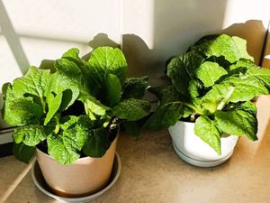 鉢植えの緑が並ぶ窓辺  