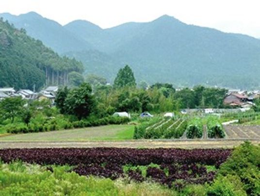 緑豊かな風景