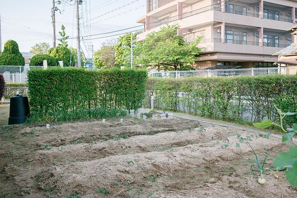 庭の畑