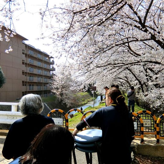満開の桜と通行者の様子