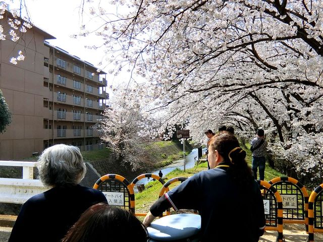 満開の桜と通行者の様子 庭 桜が満開の庭を、車椅子の方々が穏やかに通り過ぎています。働く環境の一つとして四季を感じられます。