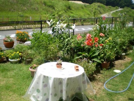花々に囲まれた明るい庭
