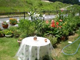 色とりどりの花とテーブル