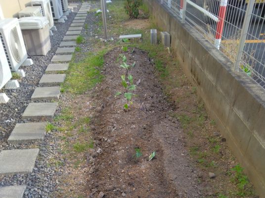 通路横の菜園スペース  