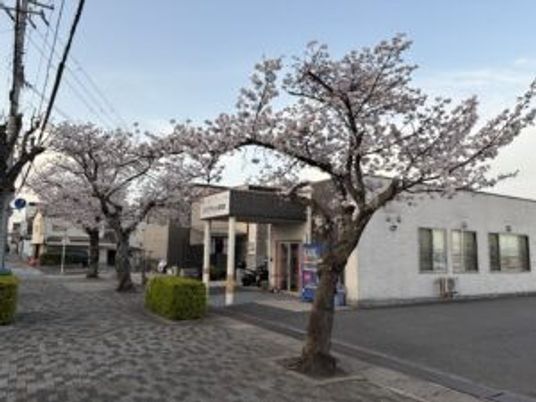 施設の外観と桜  