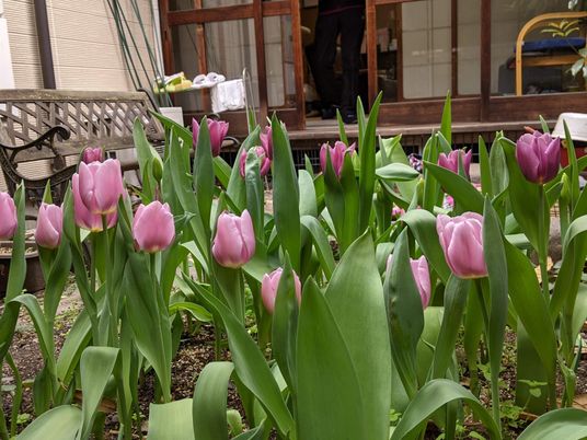 色とりどりの花が咲く庭