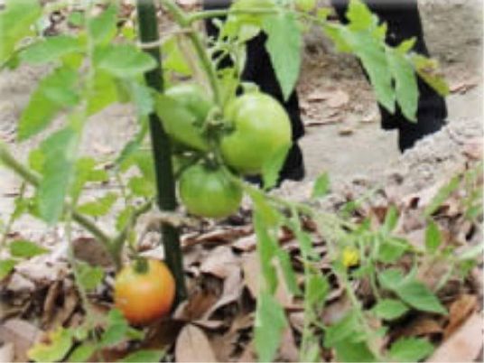緑の葉とトマトの植物