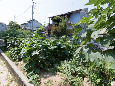 緑豊かな中庭風景