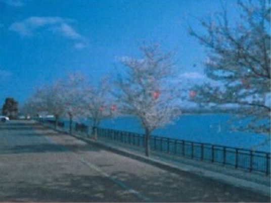 湖畔の桜並木風景