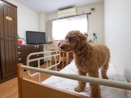 居室の犬とベッド