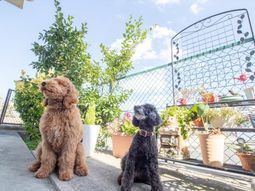 犬二匹の屋外画