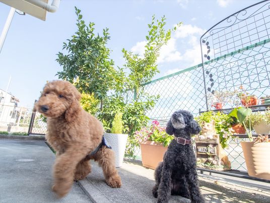 動く犬と庭の植物