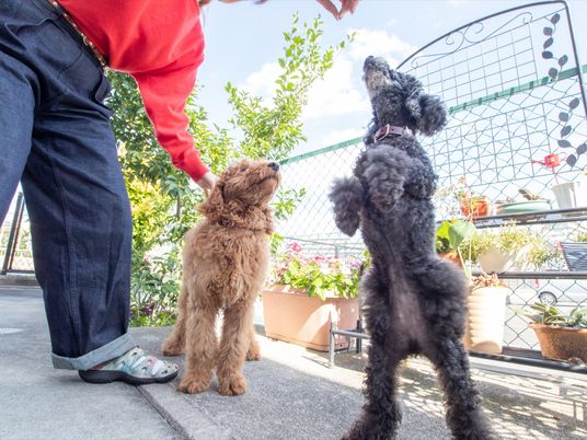愛犬と触れ合う風景