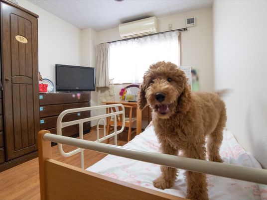 居室と犬の様子