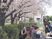 桜下でのレクリエーション