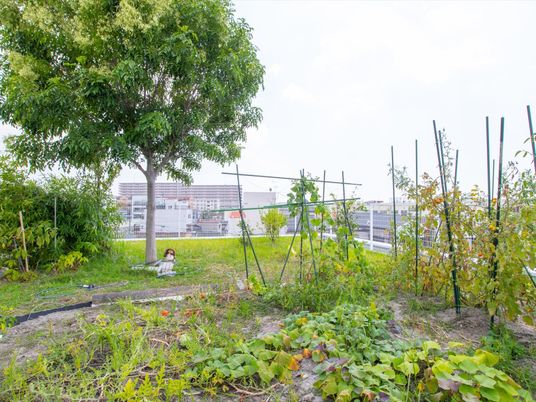 施設屋上には背丈のある白いフェンスが設けられていて、街並みを見渡すことができる。木が植えられていて、周りには菜園が広がっている。