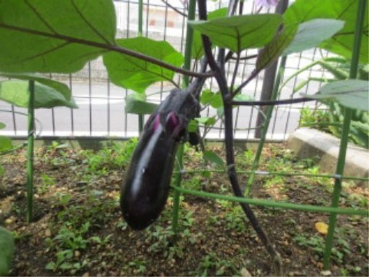 庭の育つ野菜