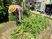 庭での植物手入れ活動