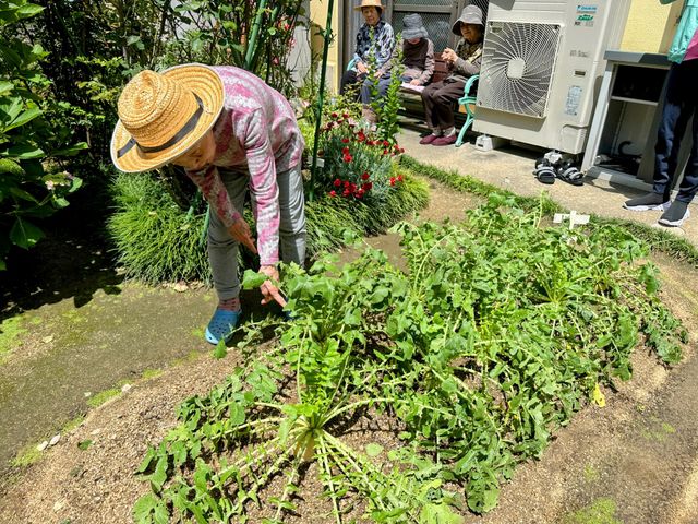 庭での植物手入れ活動 菜園 帽子をかぶり、植物の手入れをしている方々とくつろぐ様子が見受けられます。青空の下でのガーデニングは心を豊かにし、快適な時間を過ごせる環境が整っております。