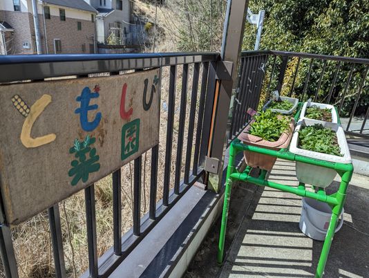バルコニーの植物栽培