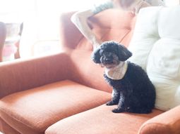 ソファにいる犬と人