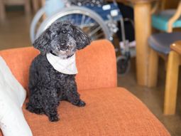 犬が椅子に座る室内