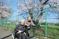 笑顔の高齢者と桜の木