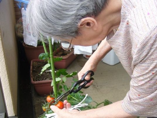 トマト栽培を楽しむ高齢者
