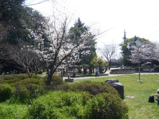 桜の木がある中庭