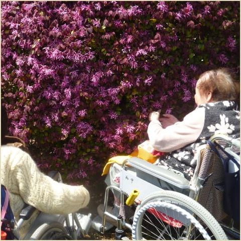 花を楽しむ人々の様子 庭 車椅子の方が花々を楽しんでいる庭です。自然に触れながらリラックスできる空間です。