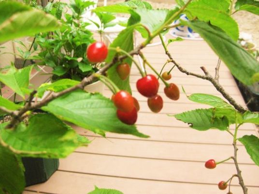 赤い実をつけた植物