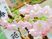 桜の鉢植えと看板  