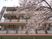 桜に囲まれた外観  