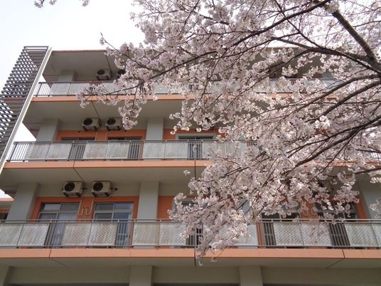 桜に囲まれた外観  