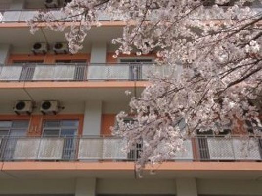 桜越しの建物外観  