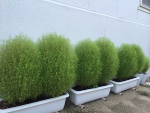 植木が並ぶ庭先  