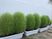 植木が並ぶ庭先  
