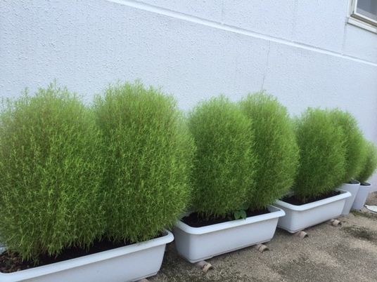 植木が並ぶ庭先  