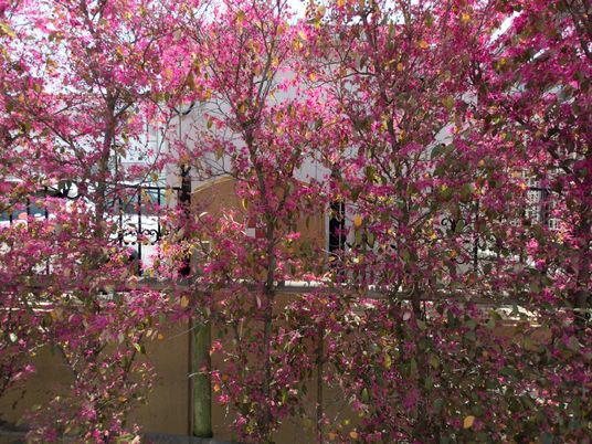 桜色の花が咲く中庭