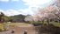 桜が咲く庭