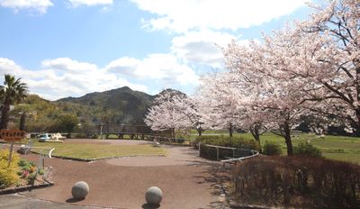 桜が咲く庭