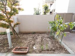 中庭の木と植栽