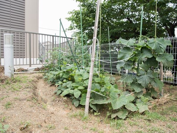 緑豊かな庭の一角