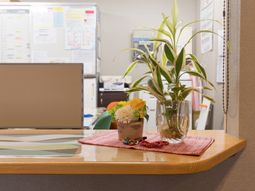 テーブルに飾られた観葉植物
