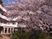 桜と建物の外観  