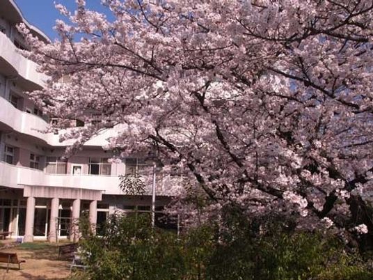 桜と建物の外観  