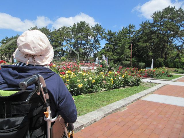 お散歩