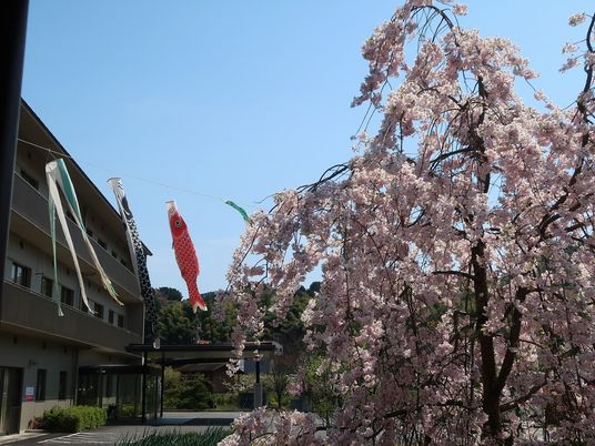 桜と鯉のぼりの外観  